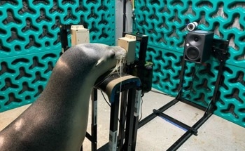 Hearing Tests Reveal How Sea Lions and Fur Seals Hear Human-Made Noise