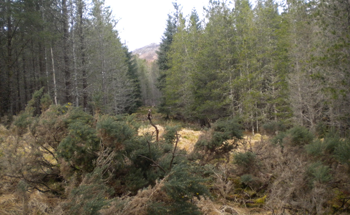Hutton Researchers Contribute to IUFRO Study on Forestry and Biodiversity